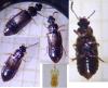 Omalium rivulare
